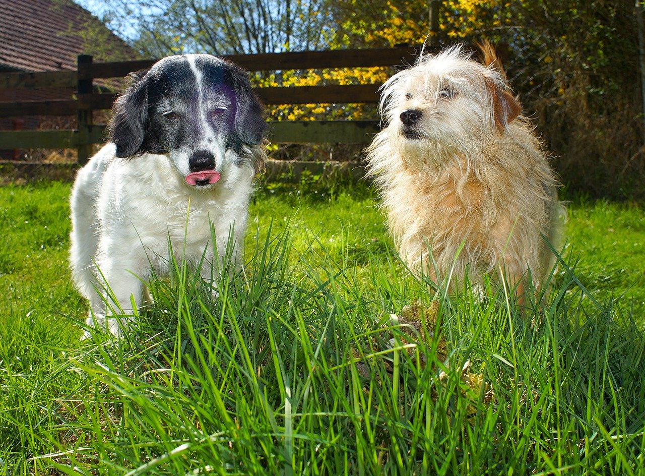 Two dogs with long and short hair