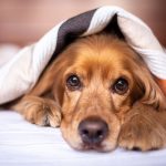How to Introduce an E-Collar to a Rescue Dog: Training Tips for Nervous Dogs