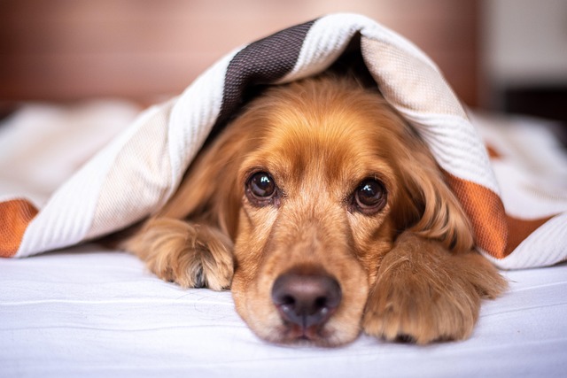 Introducing an E-Collar to a Rescue Dog
