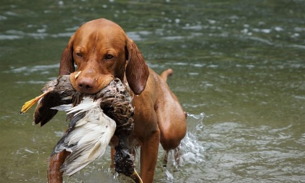 Long-Range Dog Training Collars: What You Need to Know