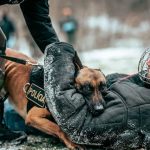 E-Collars for Working Dogs: Best Training Tools for Police & Service Dogs