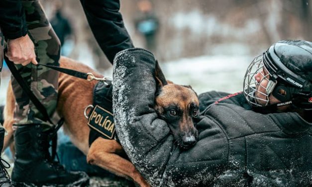 E-Collars for Working Dogs: Best Training Tools for Police & Service Dogs