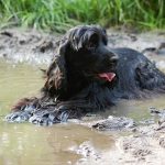 The Best Shock Collars for a Stubborn Dog: Our Top Picks